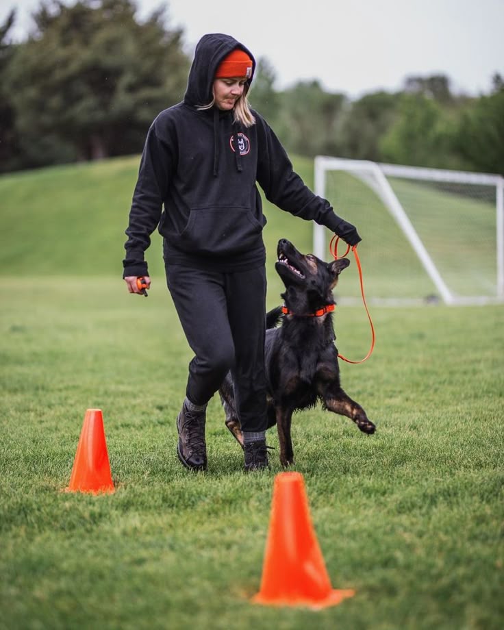 Why Beverly Hills Dog Trainers Are in High Demand